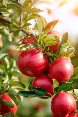 Shiny delicious apples hanging from a tree branch in an apple orchard