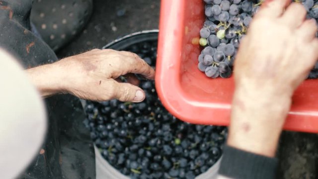 Grape harvest: senior farmer  separates grapes from a bunch in traditional way. Old winemaker