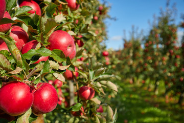 Shiny delicious apples hanging from a tree branch in an apple orchard