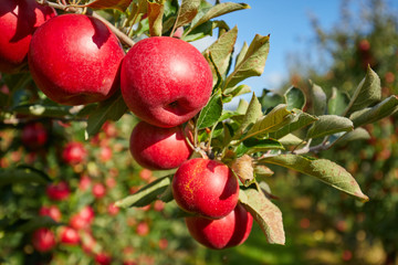 Shiny delicious apples hanging from a tree branch in an apple orchard