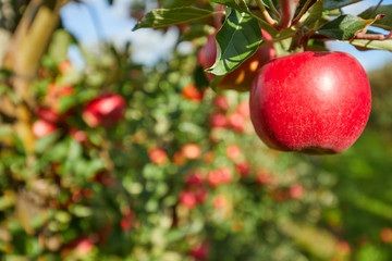 Shiny delicious apples hanging from a tree branch in an apple orchard