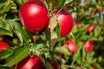 Shiny delicious apples hanging from a tree branch in an apple orchard