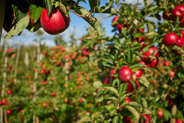 Shiny delicious apples hanging from a tree branch in an apple orchard