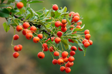 bright red pyracantha fruit on a natural bush against a blue sky