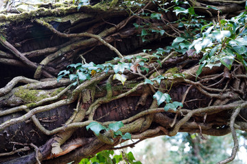 Thick ivy climbing a tree