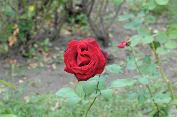 Red rose flower on a natural rose bush against a background of green leaves and stems