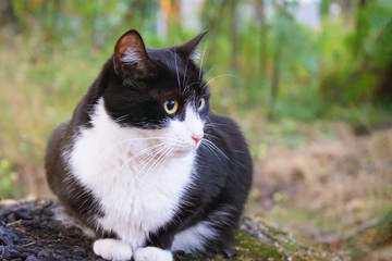 Naklejka na ściany i meble Black-white cat on a background of nature.