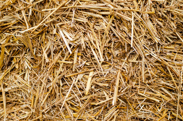 Dry grass-straw. Background for your design. Rustic style.