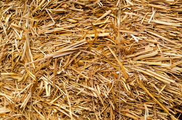Dry grass-straw. Background for your design. Rustic style.
