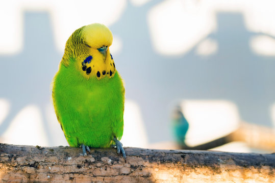 Close up green and yellow budgerigar or Melopsittacus undulatus perching