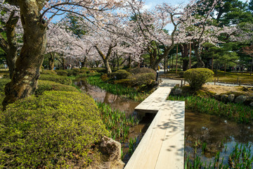金沢の春　兼六園でお花見