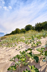 Dune plants on the beach on the Baltic Sea coast.