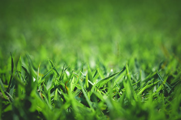 Beautiful macro  green leaf closeup, refreshment, relax, relief with copyspace for text, advertising green color background