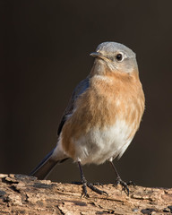 Eastern Bluebird