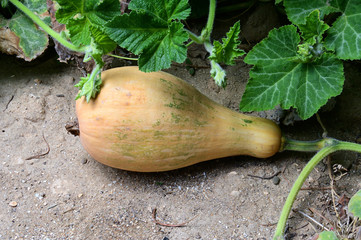 The fruit of the pumpkin in the currant