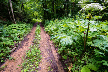 View of path in summer forest with lush wild vegetation on sides on sunny day