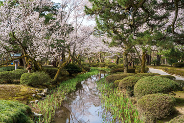 金沢の春 兼六園でお花見