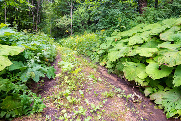 Fototapeta premium View of path in summer forest with lush wild vegetation on sides on sunny day