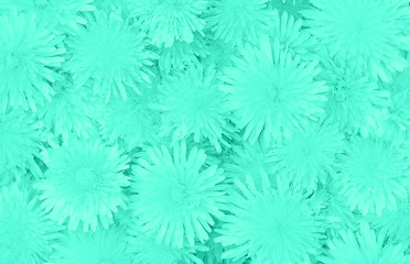 Dandelions floral background in trendy mint. Close-up. Top view.