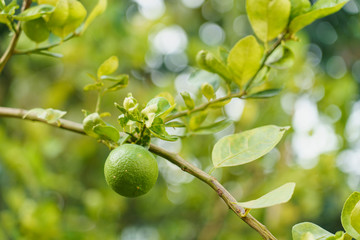 Lime or green lemon tree with blurred background.