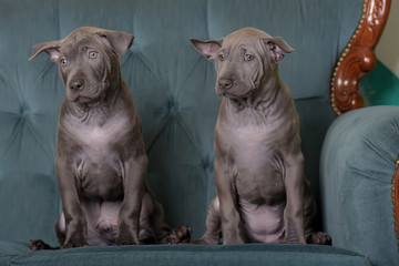 Obraz premium thai ridgeback two puppies