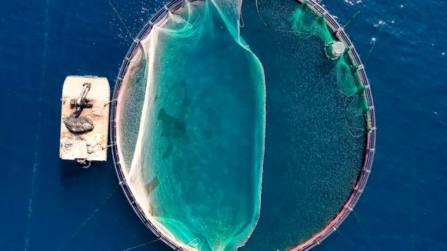 Luftaufnahme einer Fischfarm mit zahlreichen Fischen und den Zuchtbecken in den blauen Gew&auml;ssern der &Auml;g&auml;is, Griechenland