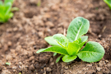Lettuce grown on the soil. Fresh leaf lettuce grown in the soil in the garden Growing on plots with soil, showing the abundance of turnips. There is space for entering text.