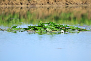 White lotus flowers on the lake