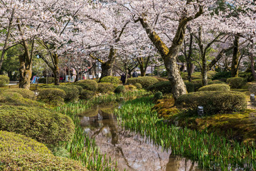 金沢の春　兼六園でお花見