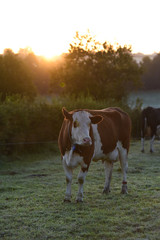 vache viande lait betail agriculture bovin champs environnement bio