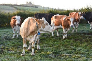 vache viande lait betail agriculture bovin champs environnement bio