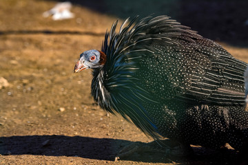 Vulturine guineafowl or Acryllium vulturinum in nature