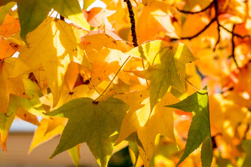 Fototapeta premium Fall season. yellow maple tree autumn background