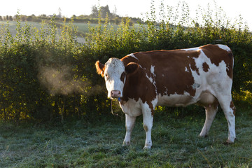 vache viande lait betail agriculture bovin champs environnement bio