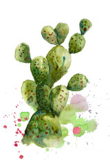 Cactus on white background, watercolor hand paint illustrator