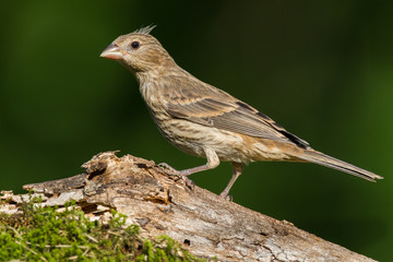 House Finch