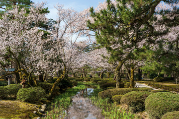 Fototapeta premium 金沢の春 兼六園でお花見