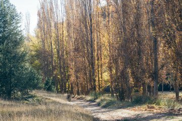Forest with yellow and green trees 