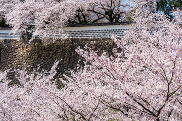 金沢　満開の桜と金沢城石垣