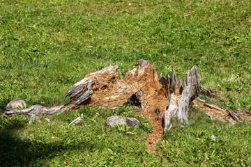 Close-up of a rotting pine tree stump on green grass in summer, Italian Alps
