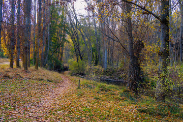Forest with yellow and green trees 