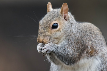 Grey Squirrel