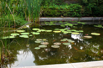 Lotus pond in Summer