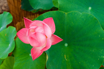Pink lotus flower in summer