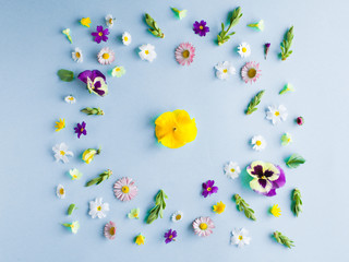 Spring flowers flat lay on the blue background