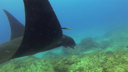Black Manta Ray Close Up. Rare Black Mantaray Or Reef Manta Feeding & Swimming Close In Sunlit Blue Sea Water On Coral Reef. Pelagic Filter Feeder & Underwater Wide Angle View Of Marine Life