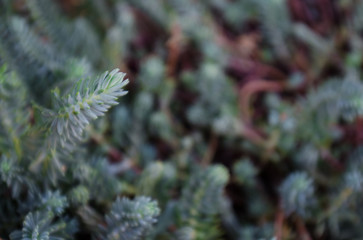 Close-up green plants as part of landscape design background.