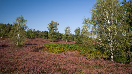 Heathland Northern Germany cloudless HD Format Fischbeker Heide Hamburg