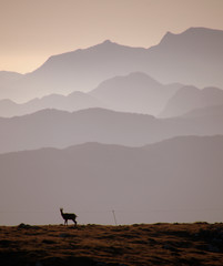 Goat in the mountains