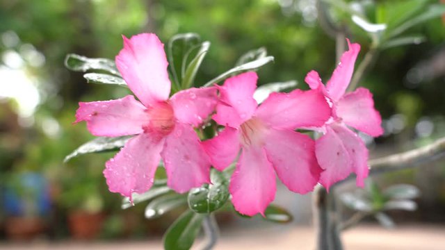 Adenium has beautiful flowers Is a plant that is easy to grow Resistant to drought, known as "Desert Rose"